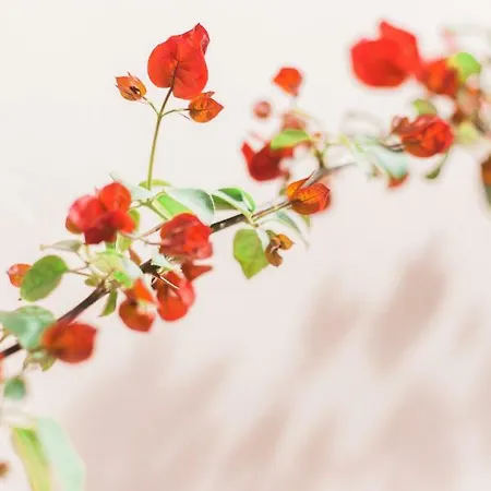 Apartment Afroditi Pansion Agios Nikitas