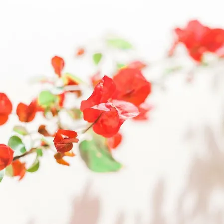 Afroditi Pansion Áyios Nikítas